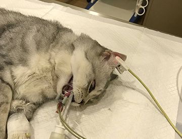 传说中一闻即晕的迷魂药真的存在吗？