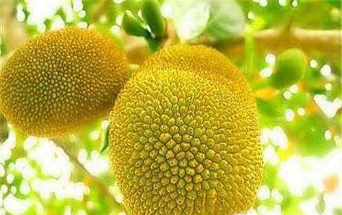 菠萝蜜怎么挑选怎么吃？