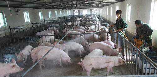 如何预防非洲猪瘟