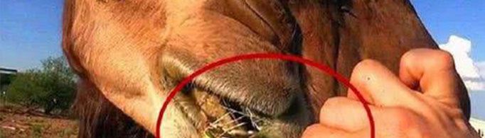 骆驼的嘴为什么不怕刺？