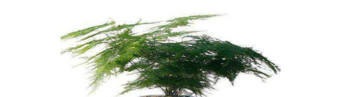 为什么家里不能养文竹？