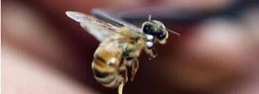 被蜜蜂蛰了怎么办