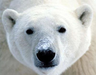 北极熊的皮肤是什么颜色?