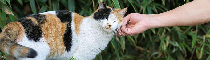 为什么花纹为三色的猫大多数都是母猫？