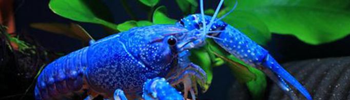 蓝色的小龙虾是怎么产生的？