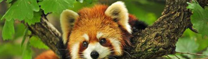 浣熊为什么叫干脆面?