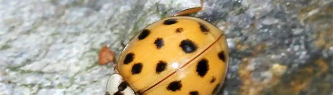 瓢虫为什么叫花大姐?