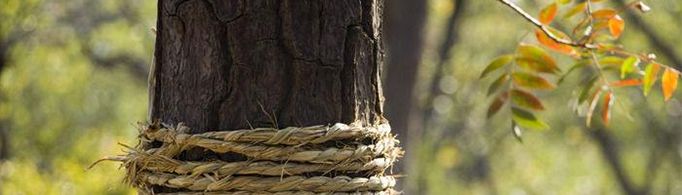 树干上为什么要绑草绳?