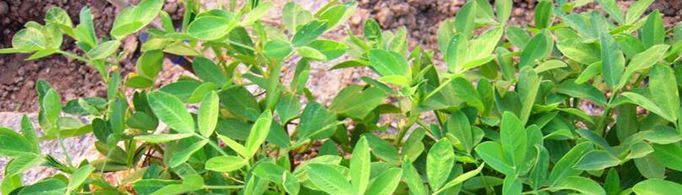 为什么花生的叶子白张天开晚上闭合?