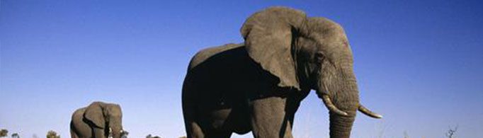 大象怀孕期长达两年是真的吗?