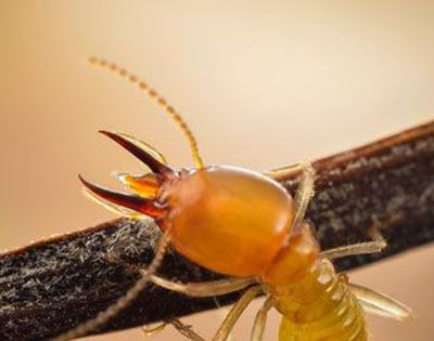 白蚁是蚂蚁的一种吗?