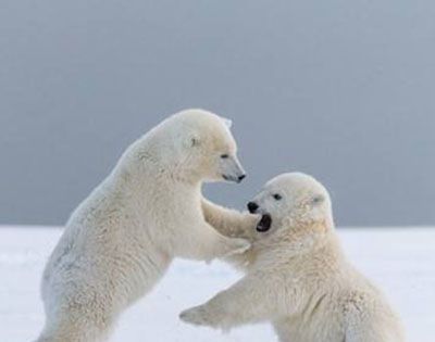 北极三霸是哪三霸?