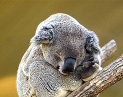 考拉一天睡20个小时是因为懒吗?