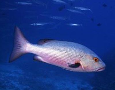 鲷鱼实行一夫多妻制是真的吗