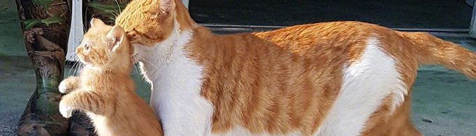 为什么掐住猫脖子后面的肉猫就动不了了?