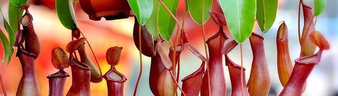 家里养猪笼草可以有效捕蚊吗?