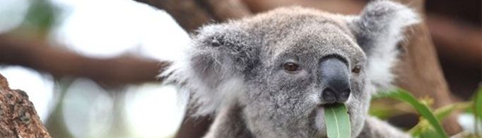 为什么考拉不喝水?