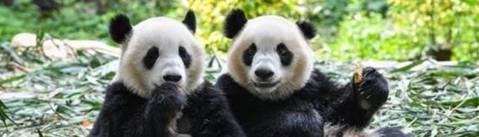 熊猫为什么在有些地区叫猫熊?