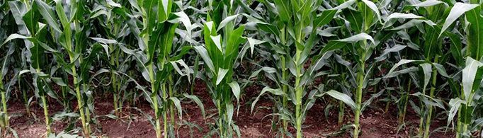 玉米和大豆间种为什么能增产？