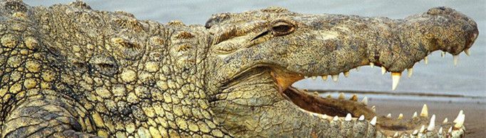 鳄鱼为什么要吃石头?