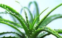 芦荟怎么养 怎样养芦荟