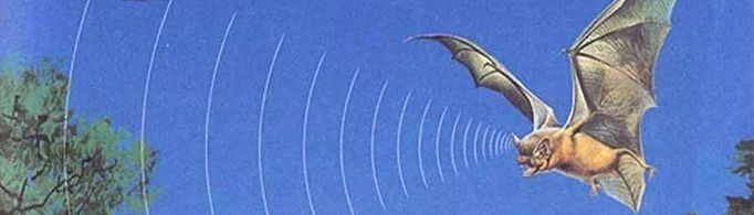 蝙蝠为什么会撞玻璃？