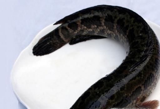 黑鱼如何去鳞,去骨做成鱼片