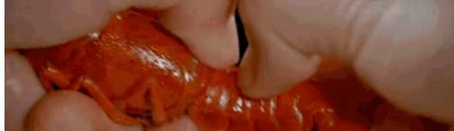 怎样剥小龙虾？