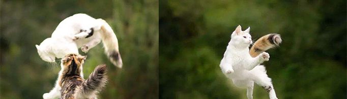 为什么猫在空中也可以自由转身?