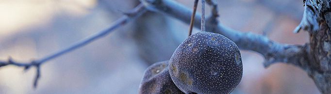 冻梨为什么会变成黑色?