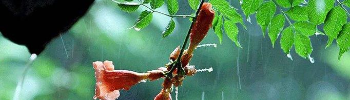 为什么有春雨贵如油,又有清明时节雨纷纷?