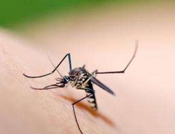 只有母蚊子才咬人，是真的吗？