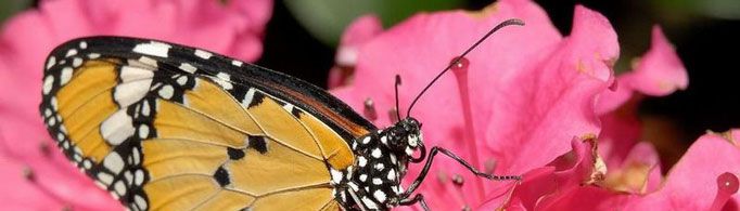 “蝴蝶效应”是什么意思？