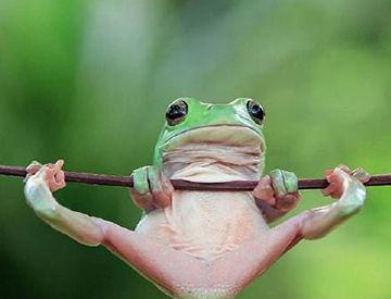 青蛙的皮肤会不会变色?