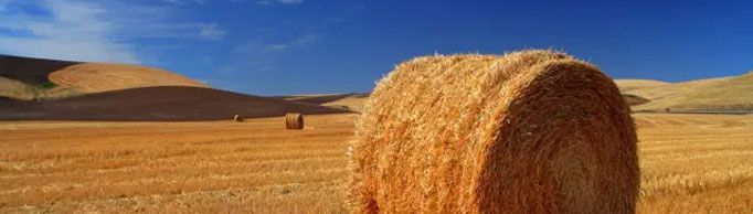 “稻草效应”是什么意思?