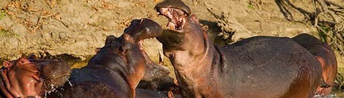 河马为什么离不开水？