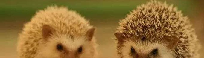 “刺猬法则”是什么意思?