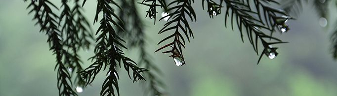 雨滴是什么形状的?