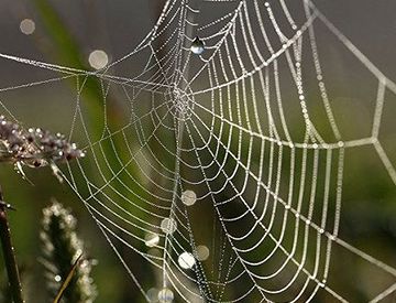 蜘蛛丝能用来做衣服吗?