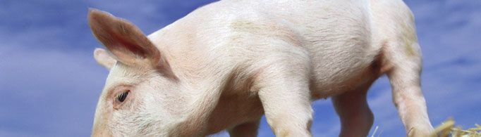 猪为什么无法看见天空?