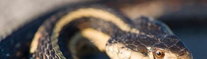 蛇为什么不会眨眼？