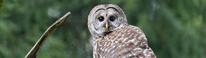 猫头鹰为什么不能转动眼睛？