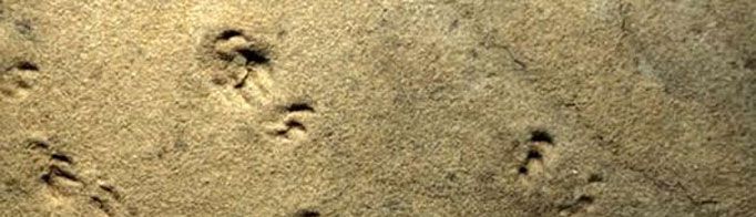 遗迹化石是指什么？