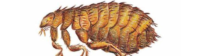 跳蚤为什么是动物界的“跳高冠军”？