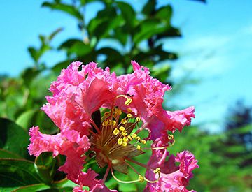 “痒痒树”紫薇真的怕痒吗？