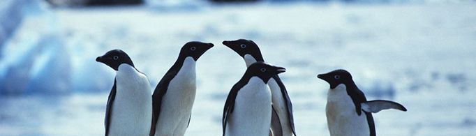 企鹅为什么不会飞？