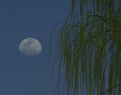 “月上柳梢头,人约黄昏后”是什么节?