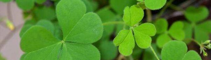 qq四叶草图标是什么?