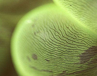 海底以下的地层中有生命吗?