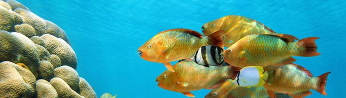 海水鱼为什么不咸?